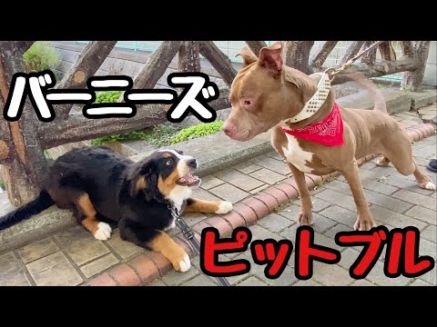 散歩中にピットブル他ワンちゃん大集合！バーニーズマウンテンドッグ【子犬】4ヶ月