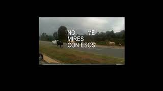 Impacto - Enjambre (ANIMAL WARNING!!!) #impacto #shorts #edit#fyp #nomemiresconesosojos #lyrics #idk