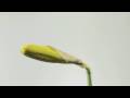 Daffodil flower opening time lapse