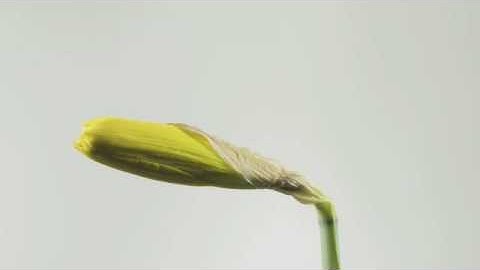 Daffodil flower opening time lapse