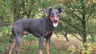 Manchester terrier Eric by Jono hughes 14,330 views 6 years ago 1 minute, 25 seconds