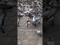 إن الصلاة على النبي وآله