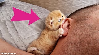 A stern man's Ear was Attacked by a Tiny Kitten