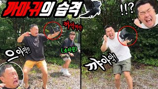 Chorok and Yanggyo Attacked by a Crow! LOLOL Three Combo Doing Their Thing LOL Crazy Reactions!