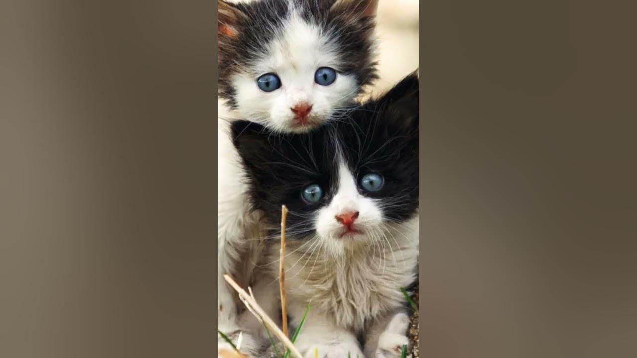 котики ️ - YouTube