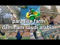 Trip to paradise farm dammam  strawberry farms and outdoor activities