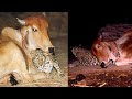 The leopard visits this cow at night. You’ll be surprised to learn why!