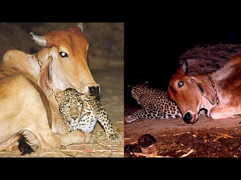 The leopard visits this cow at night. You’ll be surprised to learn why!