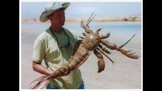Facts about Crustaceans