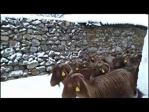 Goats-Dhit e kuqe (Video)