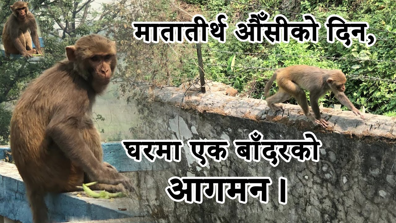 मातातीर्थ औँसीको दिन घरमा एक बाँदरको आगमन, यसरी खुवाइयो खानेकुरा | २०८० ...