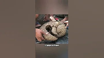 Plus Ils Essayaient De L Aider Plus Ce Pangolin Avait Peur Shorts 