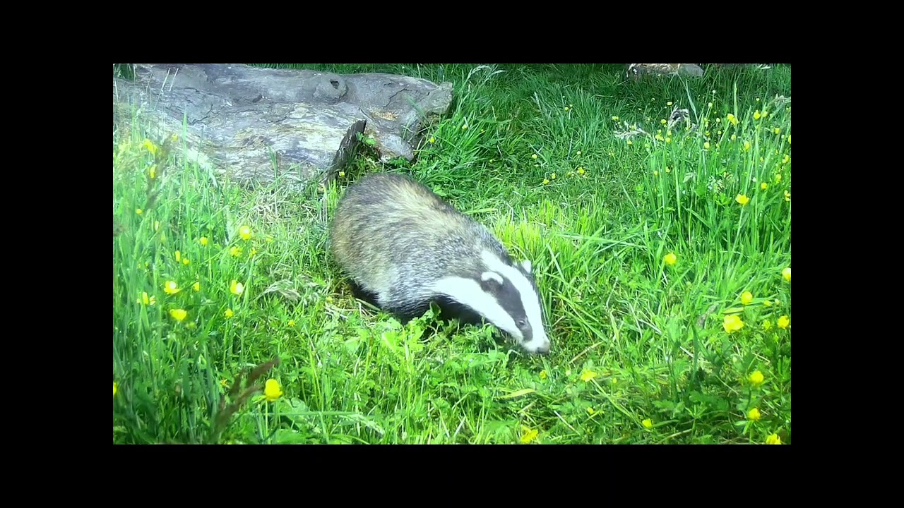 Badger feeding at my badger hide