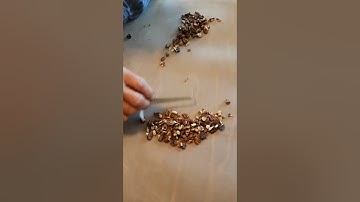 sorting walnuts (final sort)