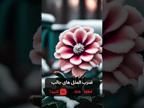 معنی ضربالمثل با یک گل بهار نمیشه