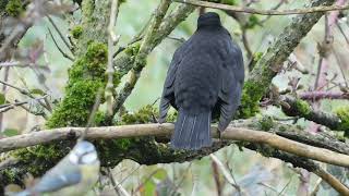 Blackbird. Male.