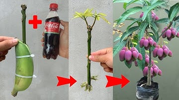 SUPER SPECIAL TECHNIQUE for propagating MANGO branches using Coca-Cola and bananas for fast growth