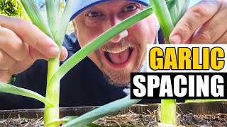 Garlic Spacing Explained - Garden Quickie Episode 193