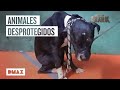 3 problemas muy graves con la fauna española | Wild Frank