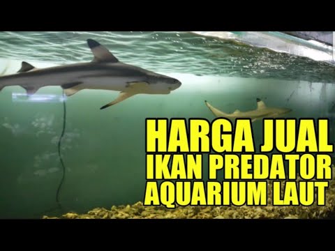 Inilah Harga Predator Hiu dan Kerapu Hidup di Pasar Ikan Hias