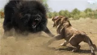 Top 10 Strongest Animals That The Lion Never Want to Meet - Blondi Foks