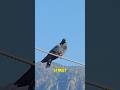 The Dark Secret of Pigeons You Never Knew! 🕊️ #facts #animals #wildlife