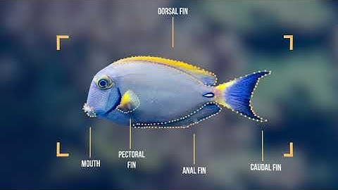 Overview of the Fishial Project!