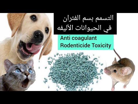 التسمم بسم الفئران في الحيوانات الاليفه ...Treatment of Anticoagulant Rodenticide Toxicity.
