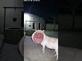Creepy CCTV Goat 😱 Screams at Night | Village Camera Horror Meme | AI Spectrix #shortvideo #shorts