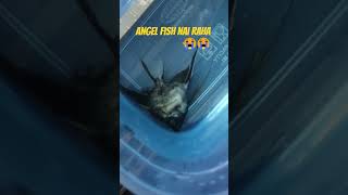 mera angel fish nai Raha #viral #aquarium #trending #angel fish