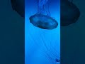 Sometimes you just need to go with the flow 🌊 #jellyfish #nature