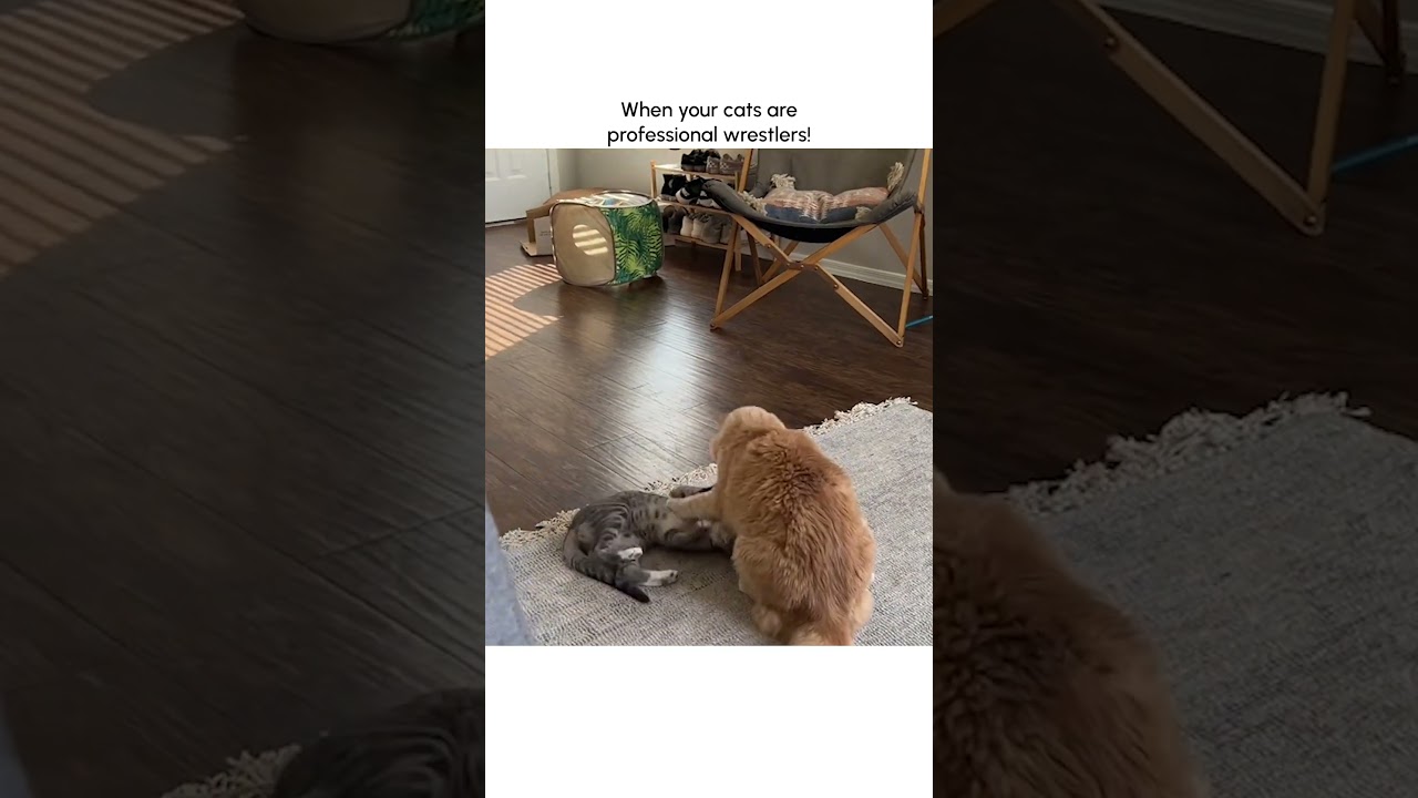 Cats FIGHT Like WWE Superstars!