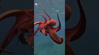 Giant Octopus                                                  shortvideo shortsvideo shorts