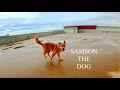 Vanlife (box truck Conversion) - SAMSON! playing with the dog.