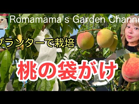 Growing peaches in a planter] Spraying peach peach pesticides and