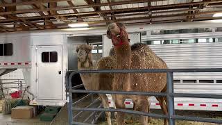 Marion County Fair - Camel Imitating Stevie Wonder