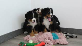 Blue Diamond Maggy Bernese Litter1