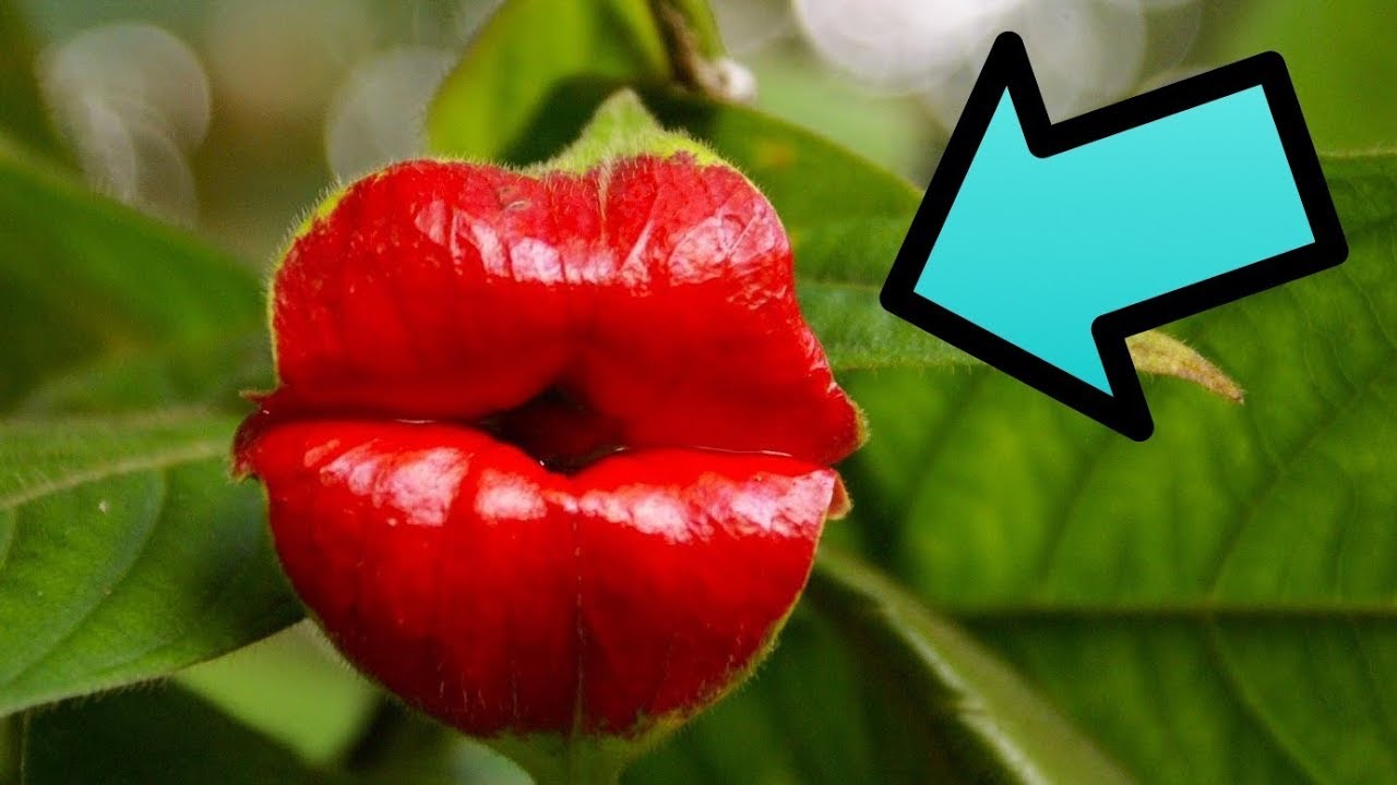 (10) Incredible Flowers Looks Like Animals, Men And Birds. YouTube