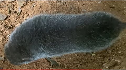 (Tập 13) đi thăm bấy dính sóc liên tiếp. và đào hang dúi đc đôi dúi khủng |Rừng núi Bắc Kạn