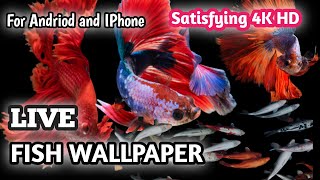 4K LIVE HD Fish Wallpaper Tutorial 2022 | KOI FISH | BETTA FISH | ANDRIOD & IPHONE | DELTA TECH | screenshot 5