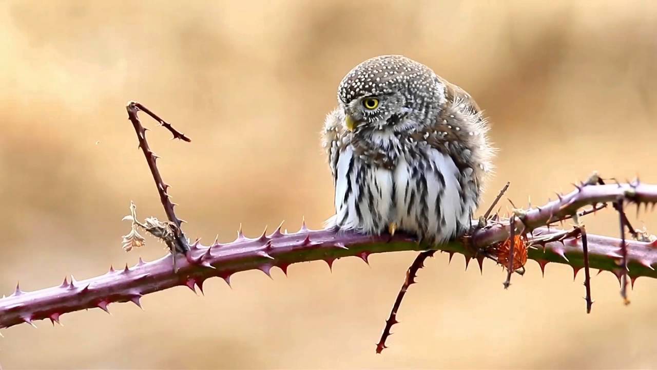 Pygmy Owl 