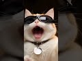 "Te ves serio pero por dentro eres un caos"  #chiste #cat #pets #humor #funny