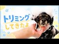 【お披露目】トリミングしてきました🐶✂️🫧【初見さんも歓迎】