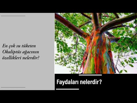 Video: Bir okaliptüs ağacı yılda ne kadar büyür?