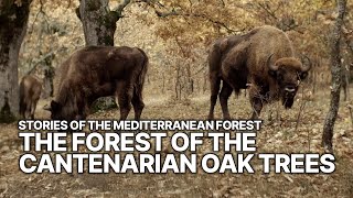 Stories of the Mediterranean Forest - The Forest of the Cantenarian Oak Trees | Ancient Oaks