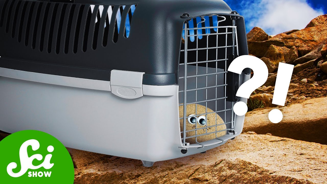 These Rocks Are ALIVE