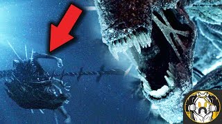 What Happened to the Xenomorph Queen After Alien vs Predator? - Theory