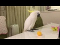 モジモジ...卓球ボールを触るのに悩むオウム
