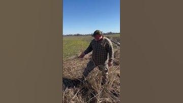 How to catch coyotes in pivot runs and field edges