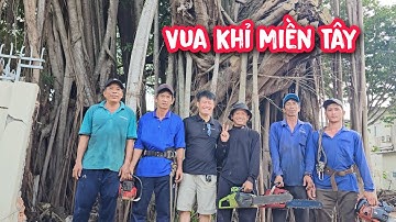 Vua khỉ dẫn nhóm thợ cưa, cưa hạ gốc cây Gừa Đại Thụ trên 200 tuổi (Phần 1)...